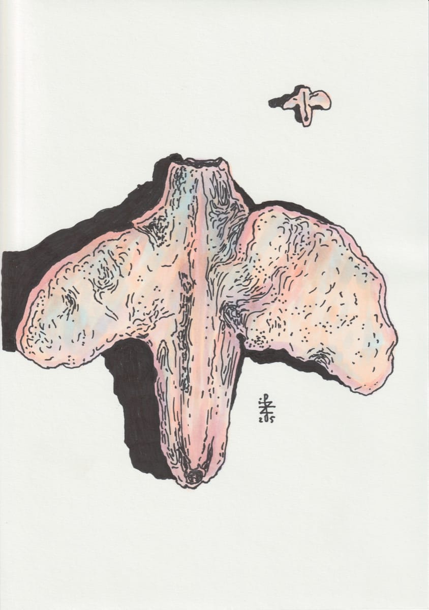 birch-tree-seed-scale-2025